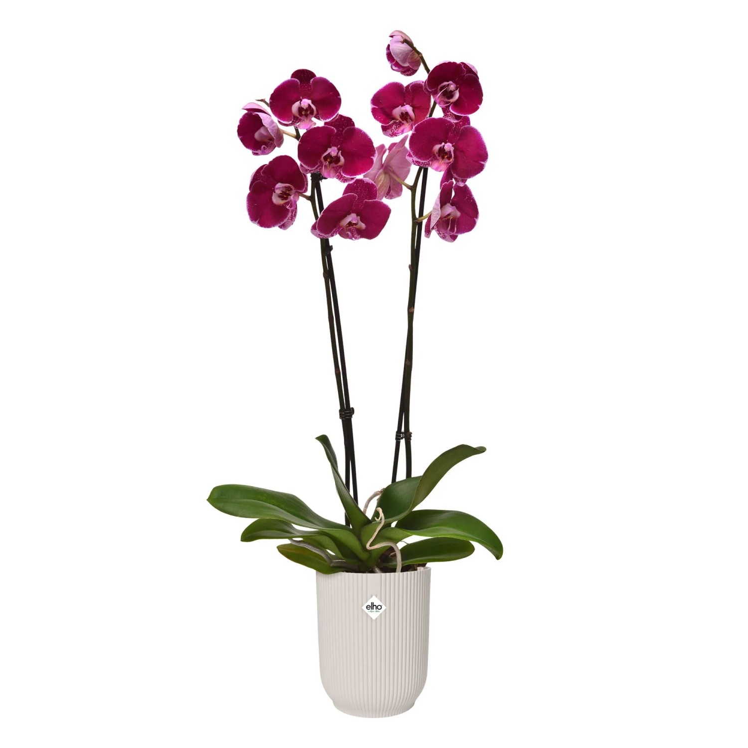 Elho Orchideentopf Vibes Fold, Ø 12,5 cm, leinenweiß, mit blühender, roter Orchidee.