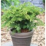 Grüne Tafeleibe (Taxus baccata) im Topf, ca. 25-30cm hoch.
