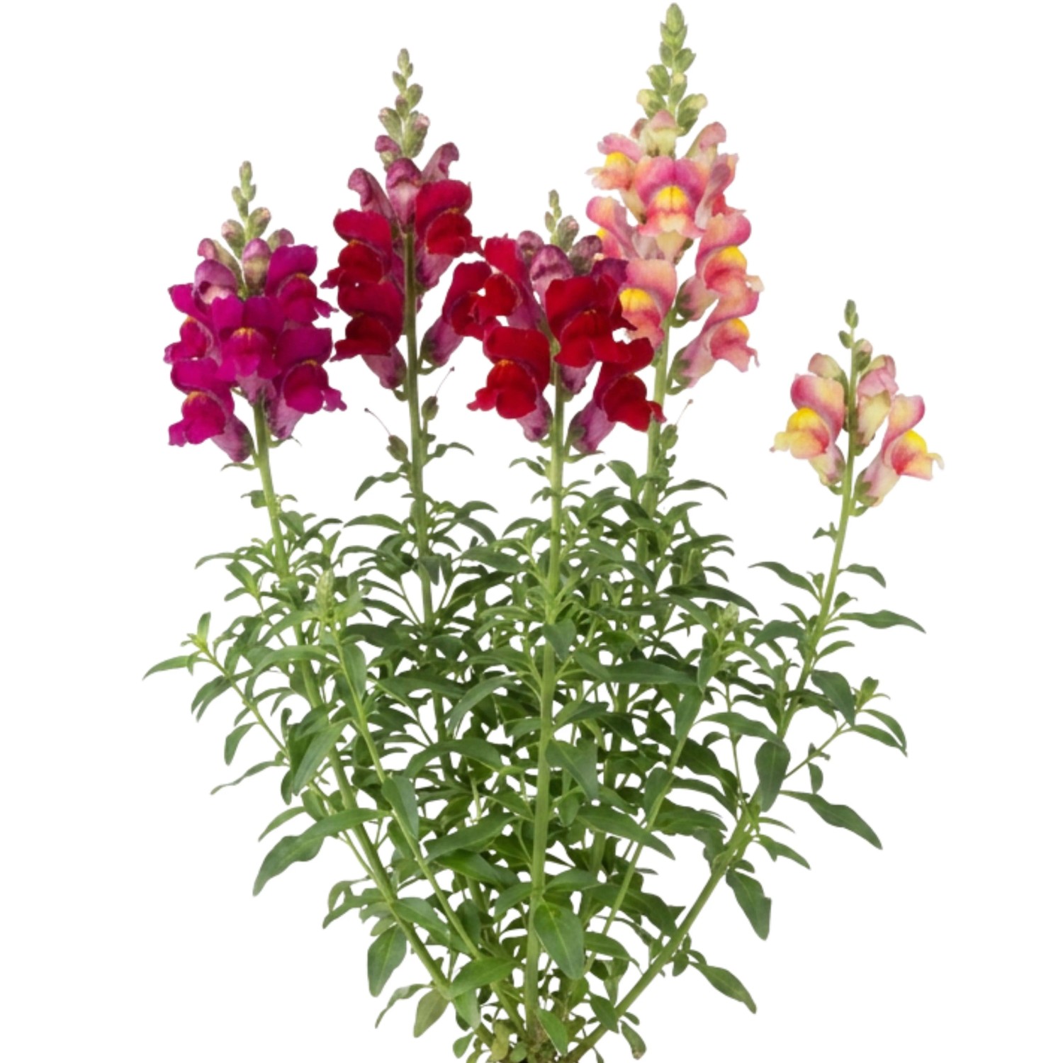 LaCaTho Löwenmäulchen Samen Antirrhinum Majus 5000 Samen Beetpflanze Rabattenblume