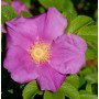 Apfelrose 40-60cm - Rosa rugosa