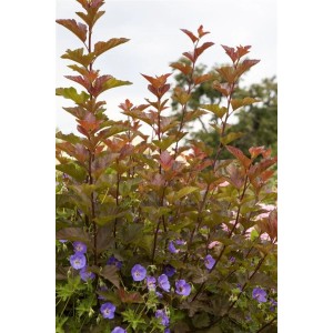 Rotlaubige Blasenspiere 'Lady In Red', 80-100 cm hoch, mit roten Blättern und blauen Blüten im Beet.