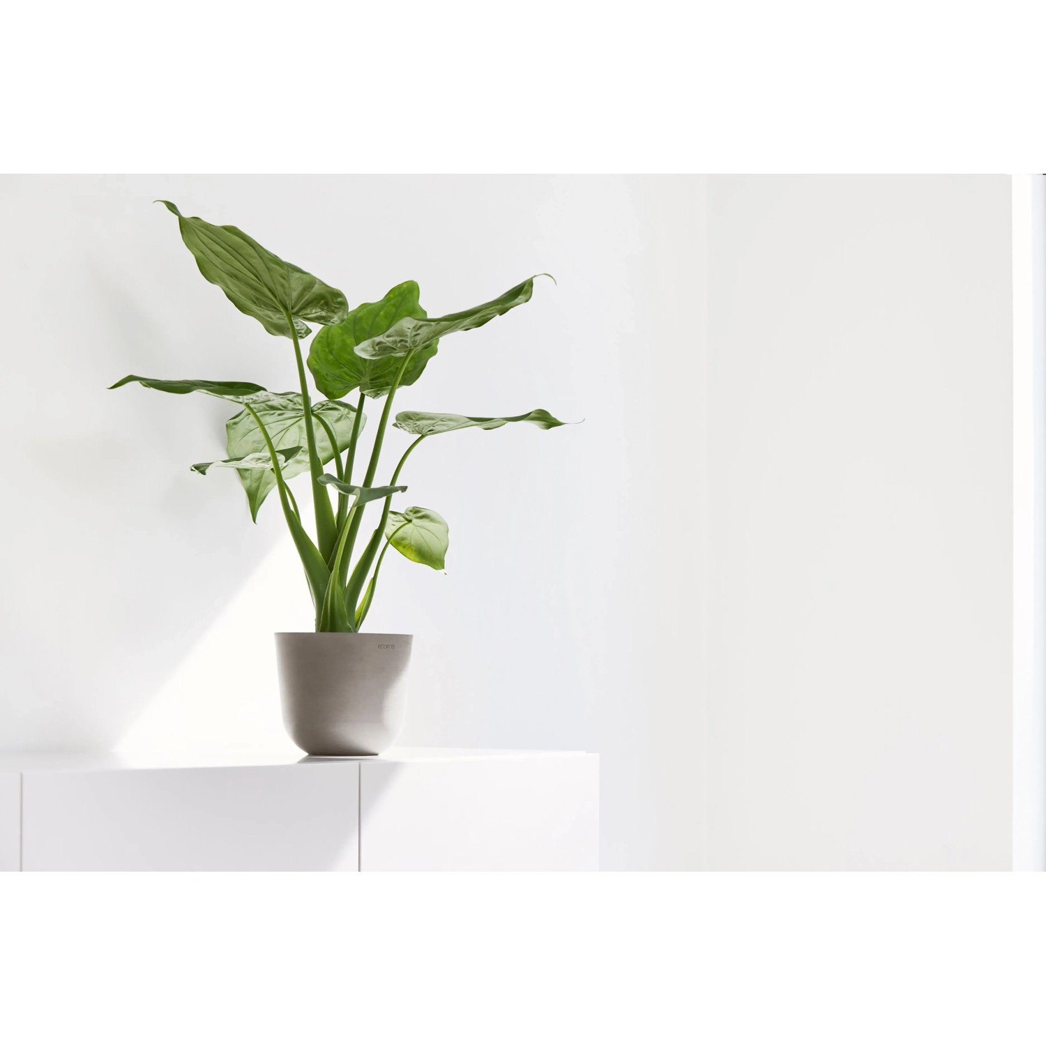 Ecopots Oslo Mini Pflanztopf, braungrau, 16x14 cm, mit grüner Pflanze.