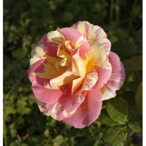 Nahaufnahme der Malerrose Claude Monet mit rosa-gelben Blütenblättern.