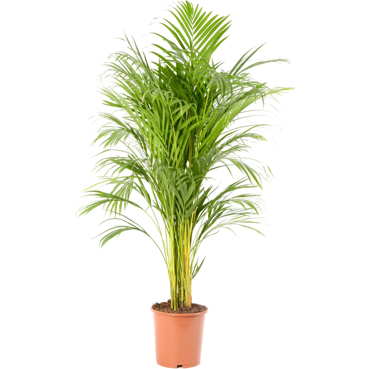 GROW by OBI Goldfruchtpalme Höhe 90 - 100 cm Topf Ø 21 cm Areca Dypsis Lutescens