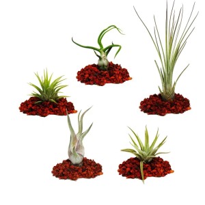 Exotenherz 5 Verschiedene Mini-Tillandsien Extra Klein