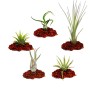 Exotenherz 5 Verschiedene Mini-Tillandsien Extra Klein