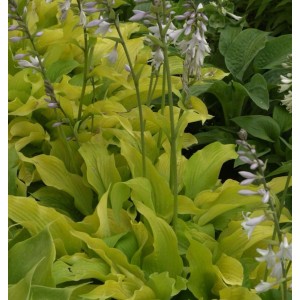 Schmalblattfunkie 'Lemonade' (Hosta sieboldiana) mit gelbgrünen Blättern und weißen Blüten.