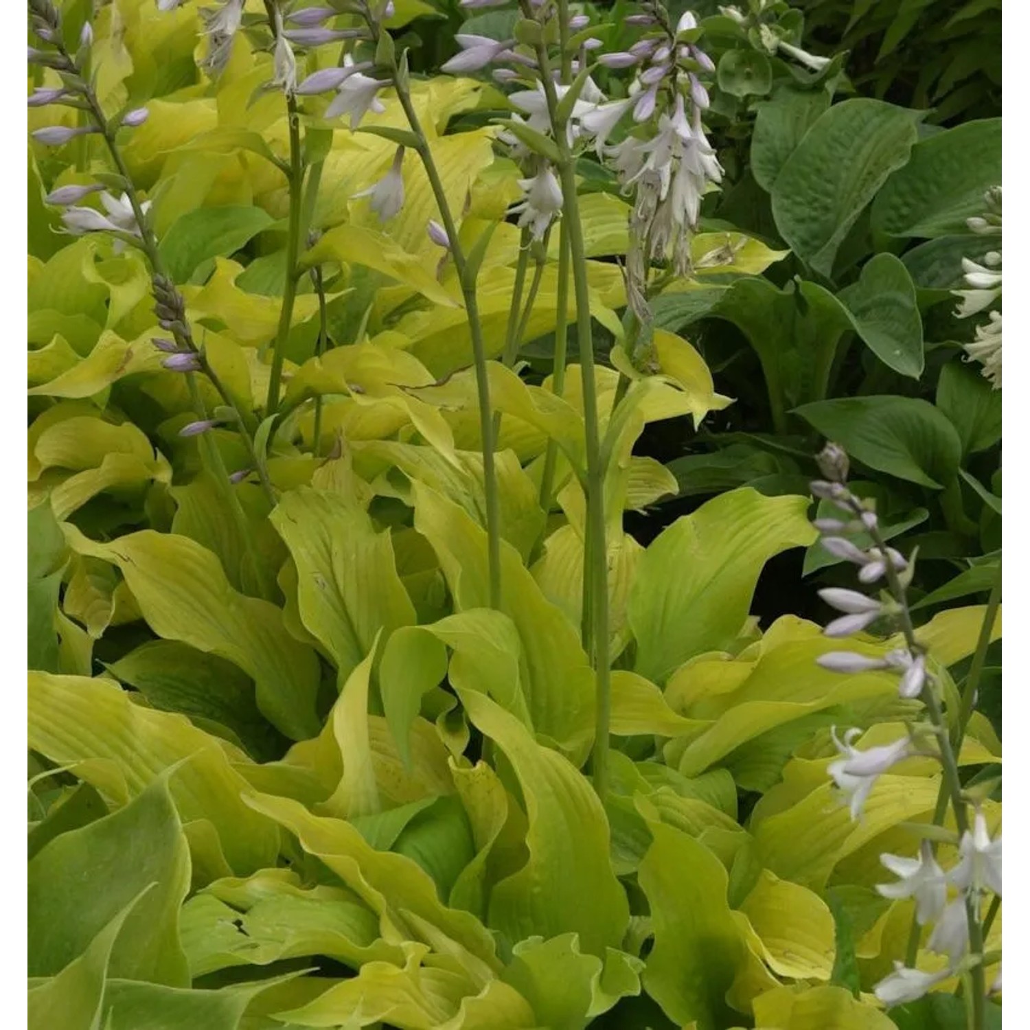 Schmalblattfunkie Lemonade - Hosta sieboldiana