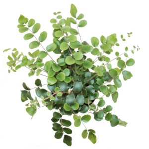 Exotenherz Pellaea Rotundifolia Zimmerfarn im 9cm Topf, Draufsicht.