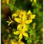 Nahaufnahme von leuchtend gelben Johanniskraut-Blüten mit fünf Blütenblättern und vielen Staubblättern. Eine blühende Staude.