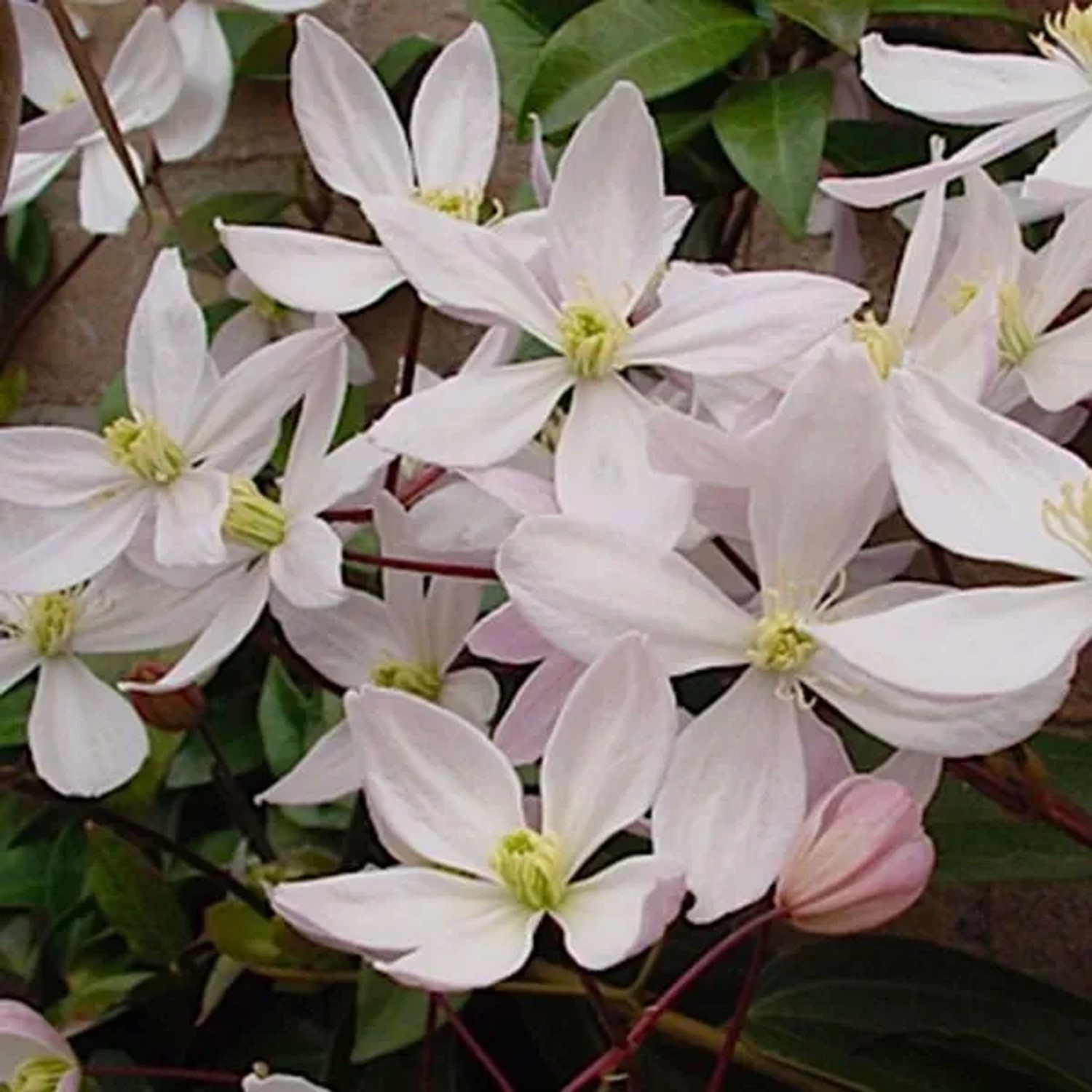 Immergrüne Waldrebe 'Apple Blossom' Clematis armandii 60 bis 80 cm im Container Immergrün