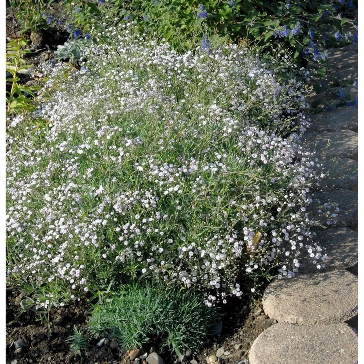Riesenschleierkraut Starflakes - großer Topf - Gypsophila paniculata