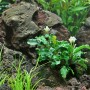 Aquariumpflanze Dennerle Bucephalandra Wavy Leaf mit grünen Blättern und weißen Blüten vor dunklem Stein.