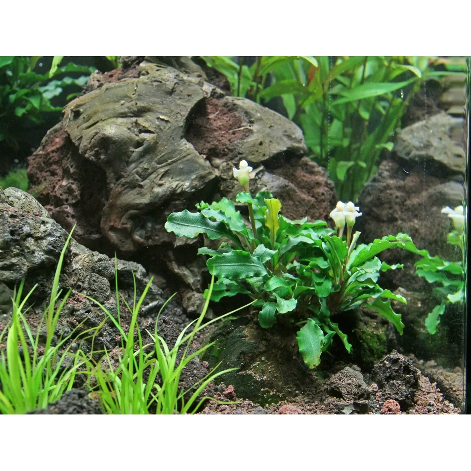 Aquariumpflanze Dennerle Bucephalandra Wavy Leaf mit grünen Blättern und weißen Blüten vor dunklem Stein.