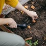 Frau pflanzt Blumenzwiebeln mit Fiskars Solid Kombihacke (32 cm) im Gartenbeet. Bodenbearbeitung.