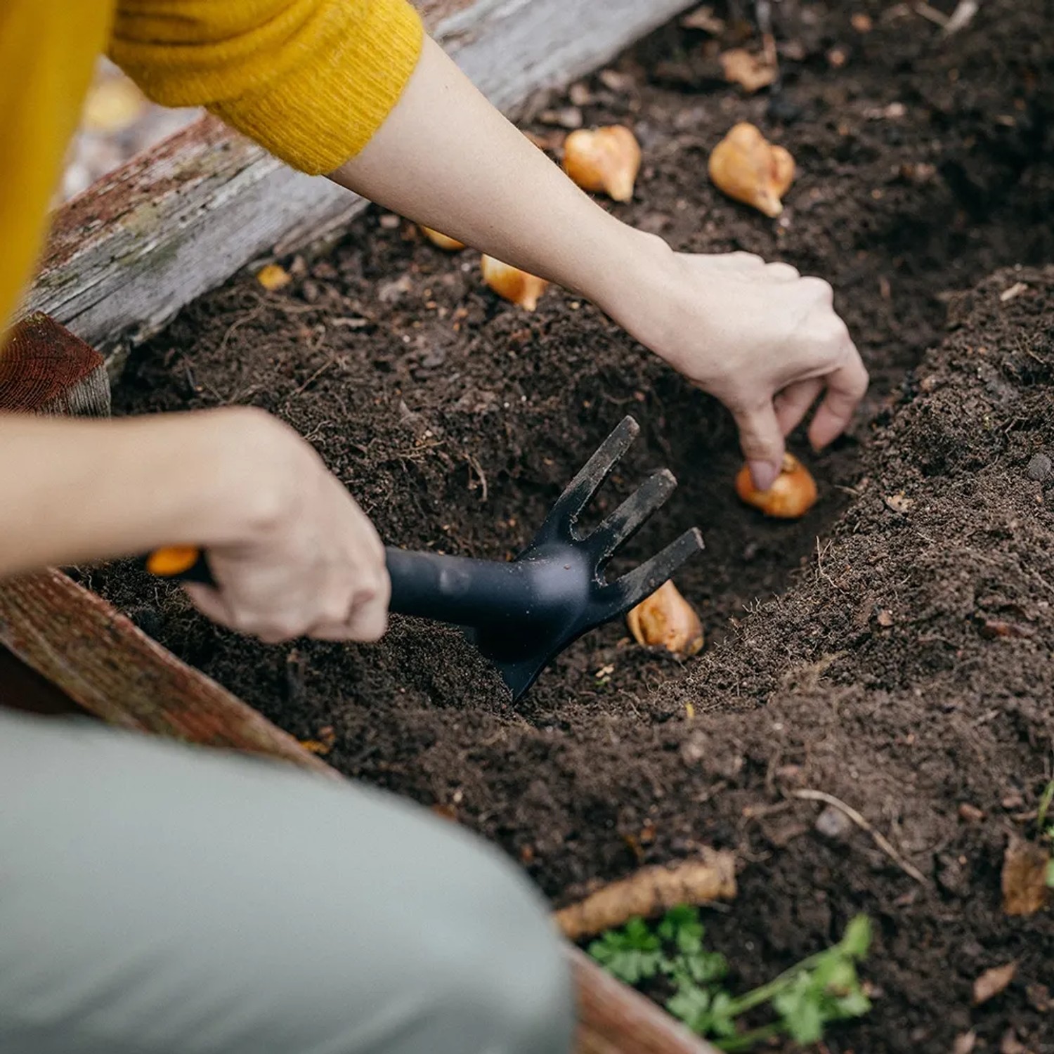 Frau pflanzt Blumenzwiebeln mit Fiskars Solid Kombihacke (32 cm) im Gartenbeet. Bodenbearbeitung.