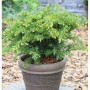 Kompakte Tafeleibe (Taxus baccata) im dunklen Topf, immergrün mit hellgrünen Nadeln. Ideal für Garten.