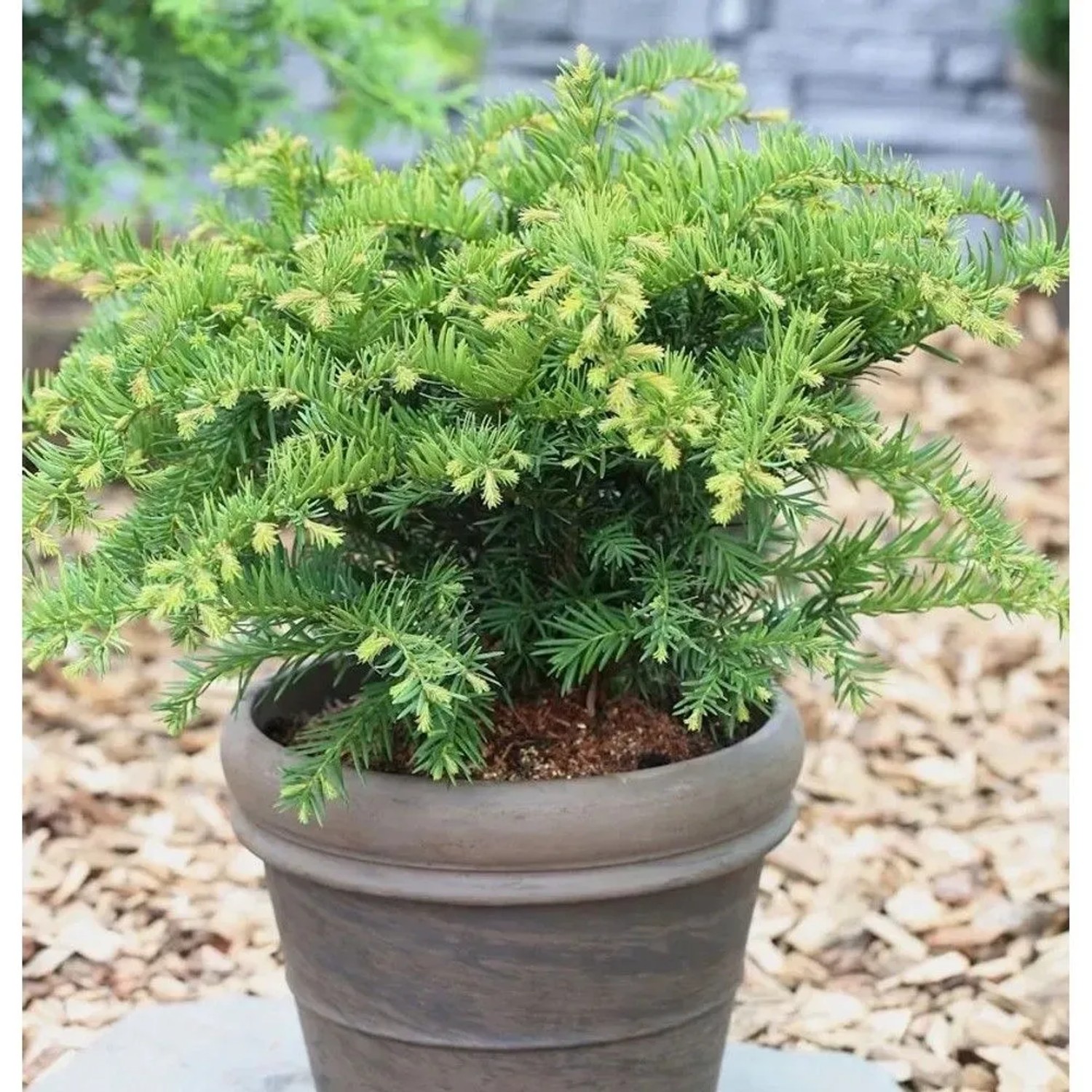 Tafeleibe 25-30cm - Taxus baccata