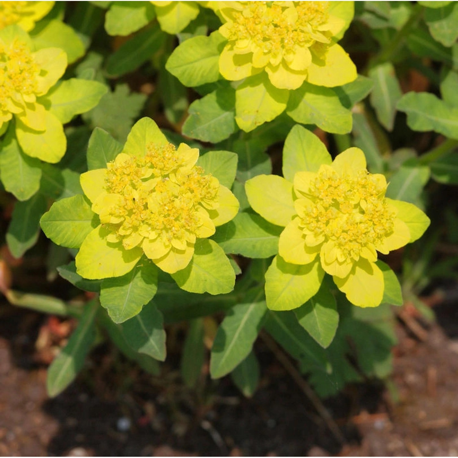 Gold Wolfsmilch - Euphorbia epithymoides günstig online kaufen