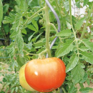 Tomatenpflanze mit reifen Tomaten an Bellissa Pflanzenspirale, verzinkt, 110 cm.