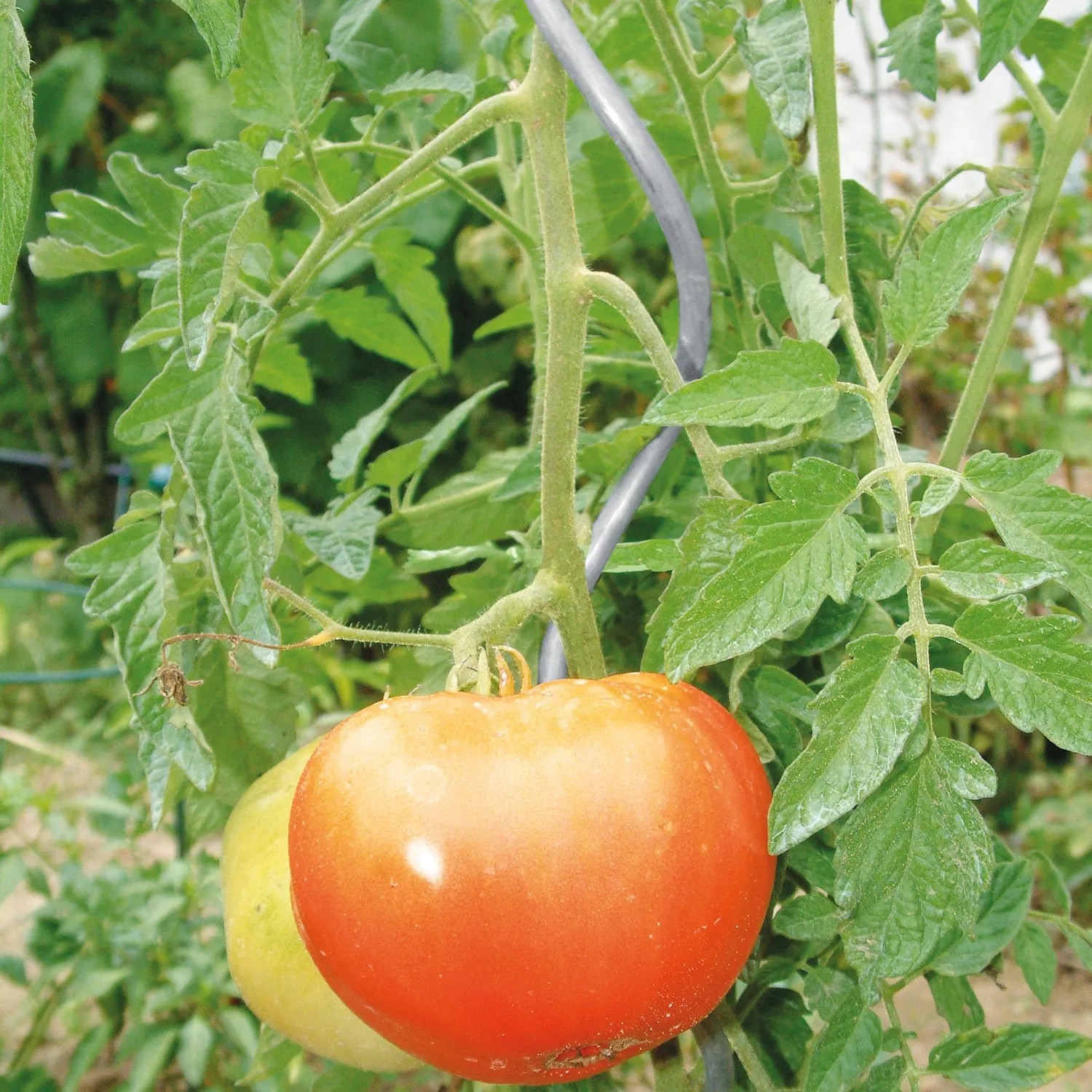 Tomatenpflanze mit reifen Tomaten an Bellissa Pflanzenspirale, verzinkt, 110 cm.