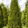 Foto eines Lebensbaum Smaragd Set (45 Stück) mit einer Höhe von 80-100 cm.