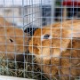 Zwei braune Kaninchen in einem Käfig aus Volierendraht. Drahtgitter für Zaunbau.