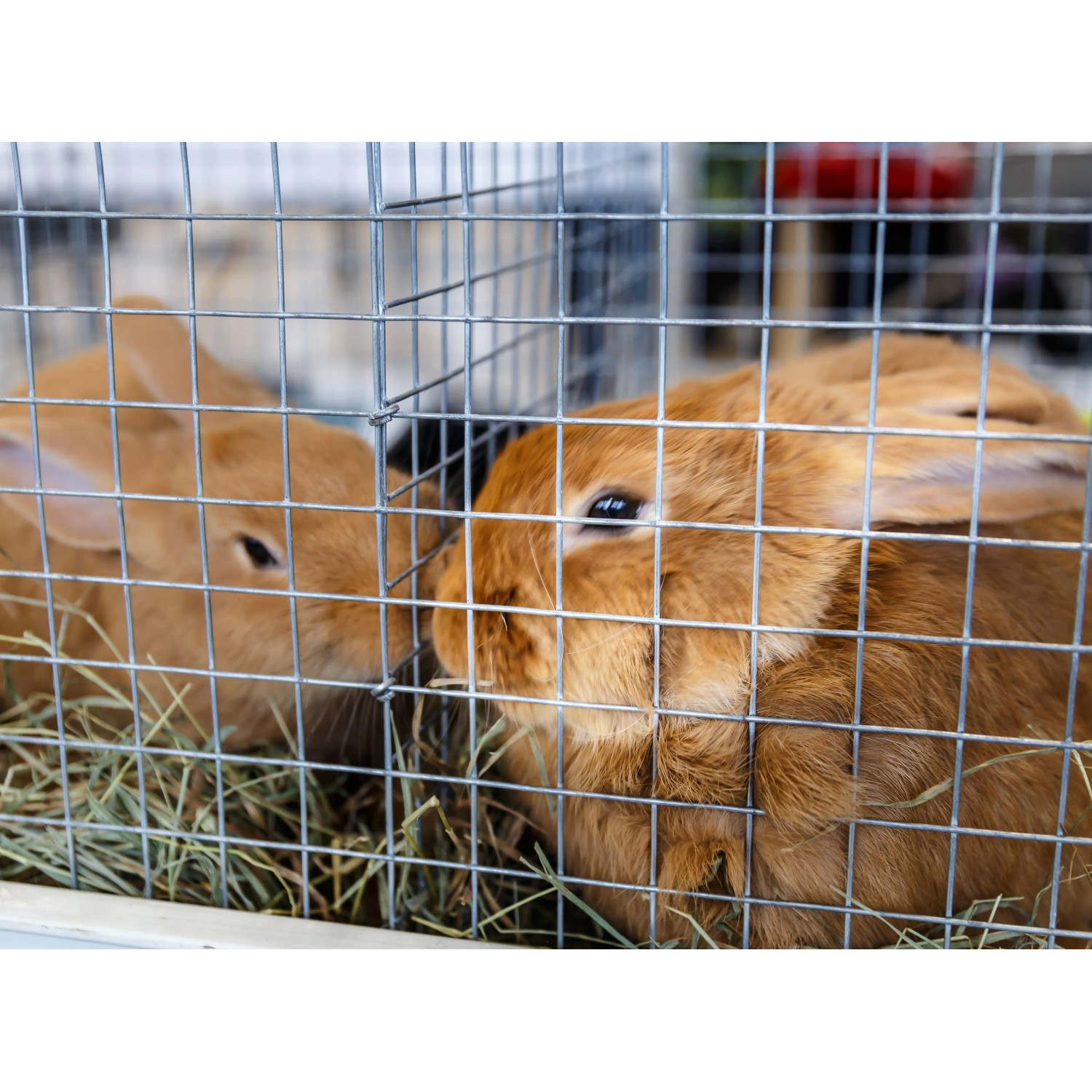 Zwei braune Kaninchen in einem Käfig aus Volierendraht. Drahtgitter für Zaunbau.