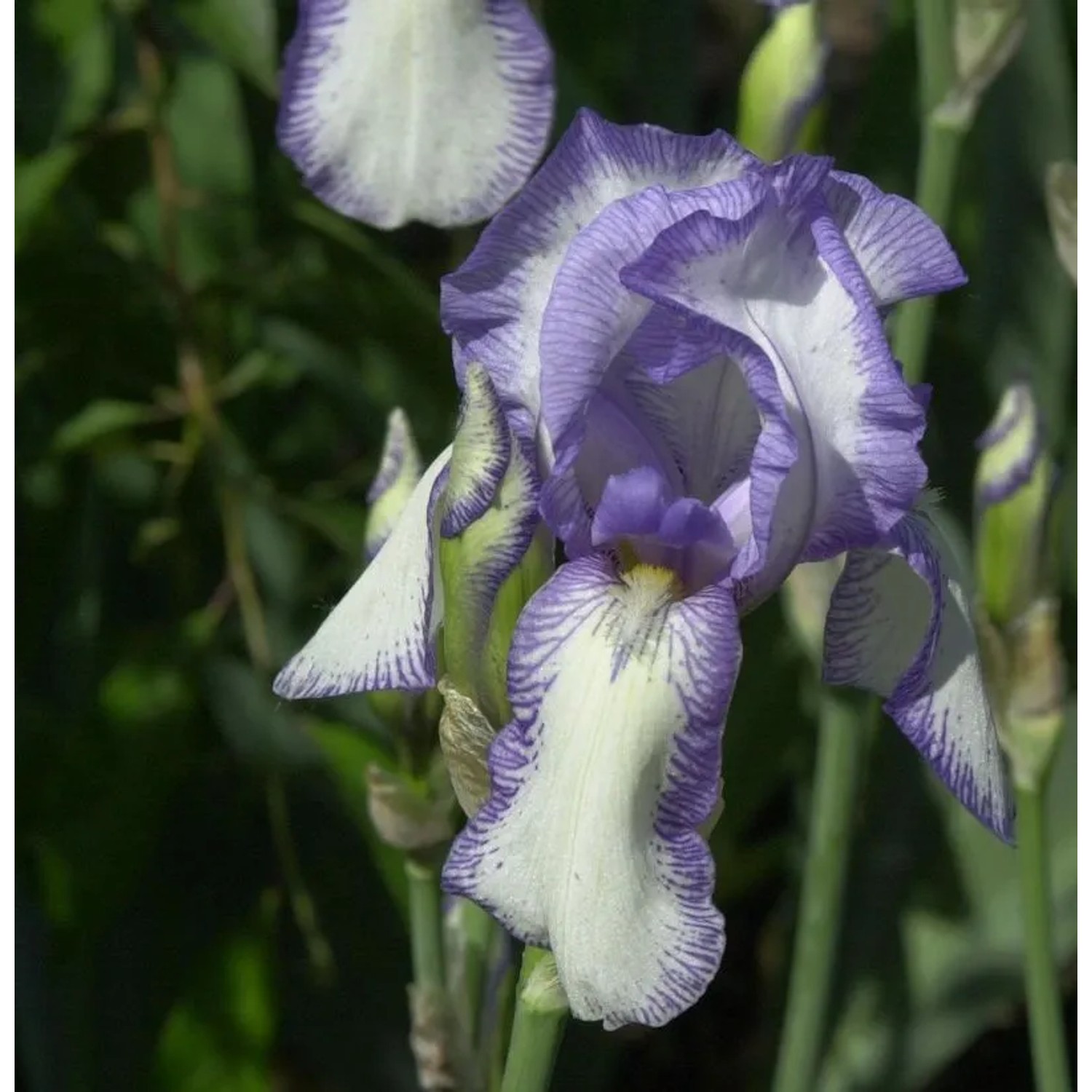 Mittelhohe Schwertlilie Bold Print - Iris barbata