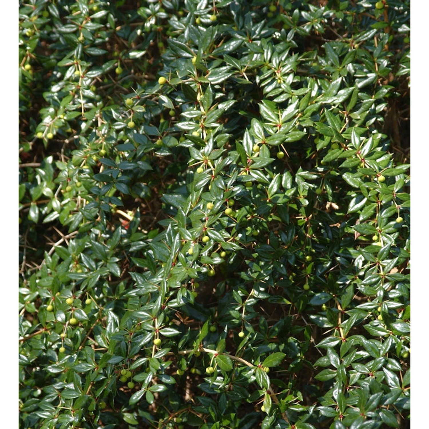 Kugelberberitze Amstelveen 20-25cm - Berberis frikartii günstig online kaufen