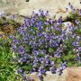 Kompakter, blauer Ehrenpreis (Veronica Armena) als Bodendecker im 9x9 cm Topf.