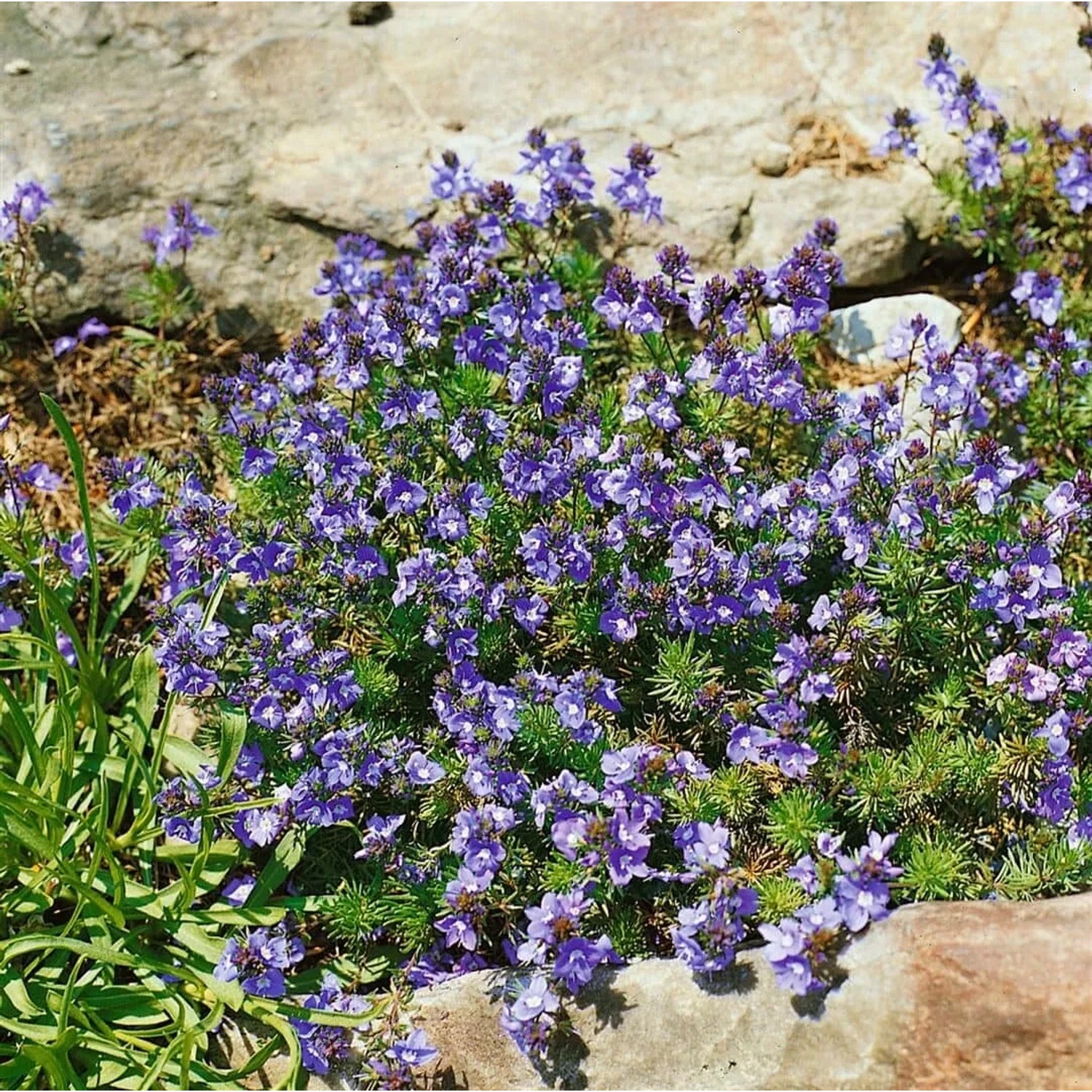Kompakter, blauer Ehrenpreis (Veronica Armena) als Bodendecker im 9x9 cm Topf.