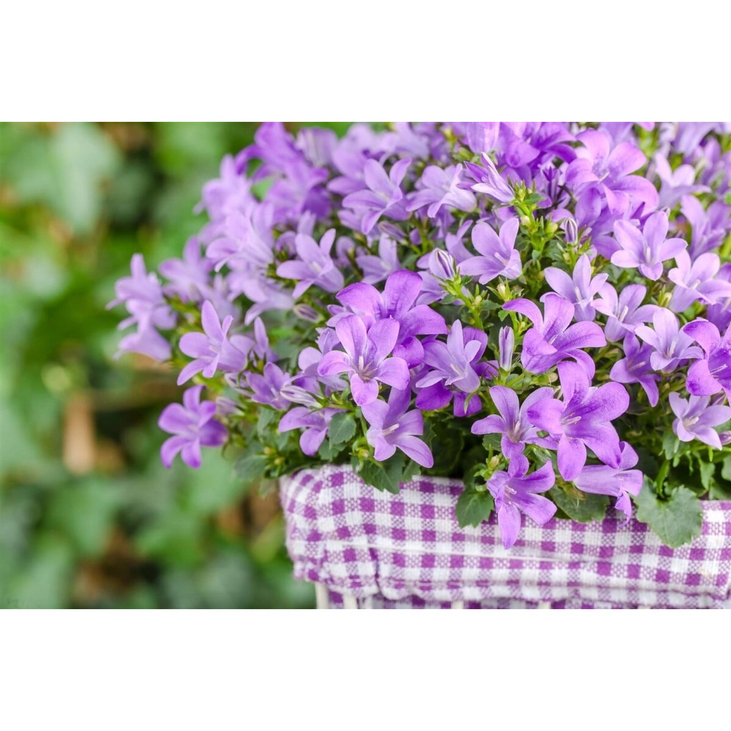 Campanula Poscharskyana Polsterglockenblume Blau Ca. 9x9 cm Topf günstig online kaufen