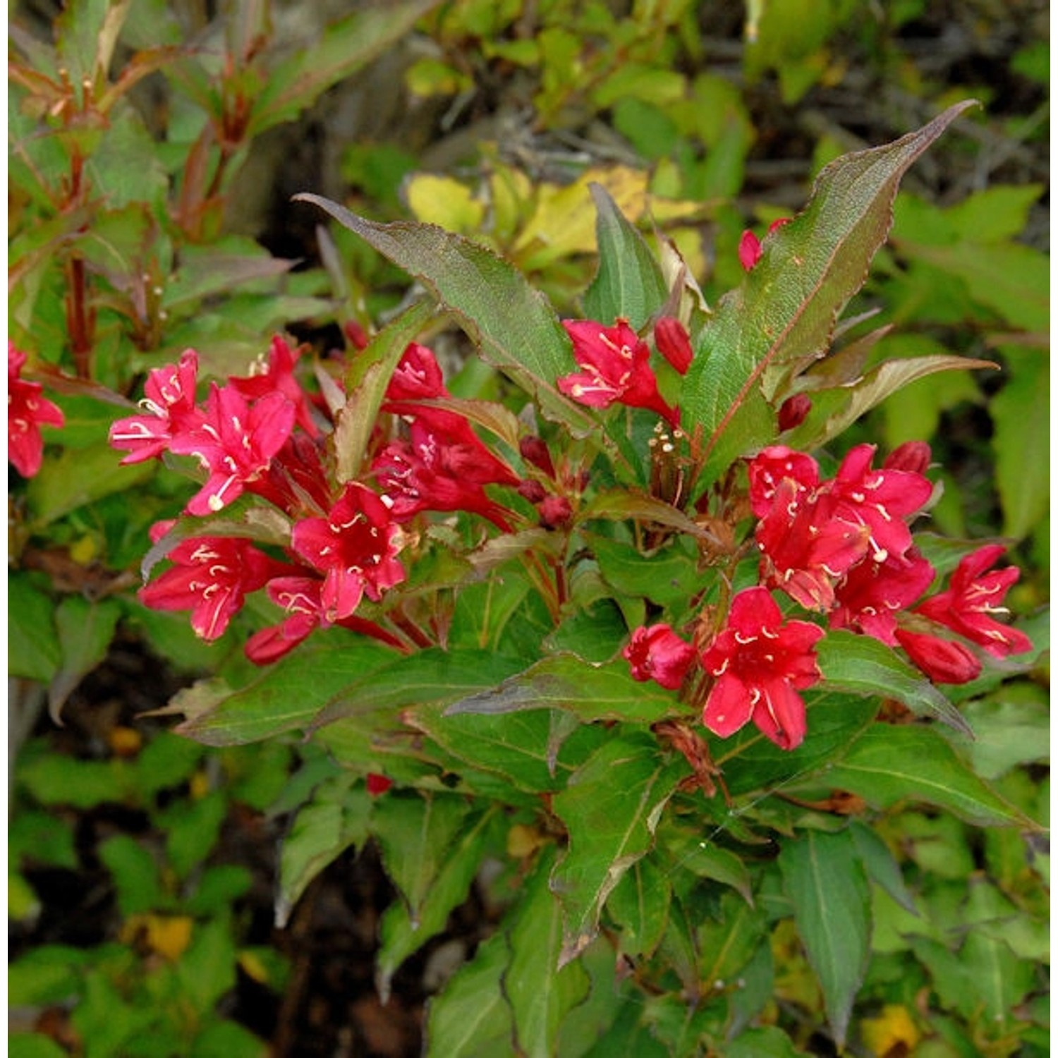 Weigelie Red Prince 125-150cm - Weigela günstig online kaufen