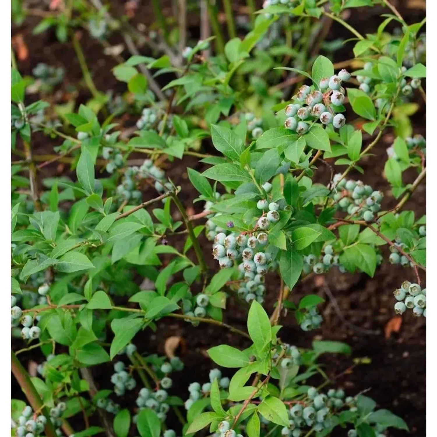 Heidelbeere Puru 30-40cm - Vaccinium corymbosum