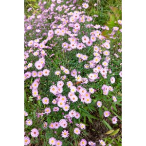 Myrtenaster Aster Vimineus im Topf, zartrosa Blüten mit gelber Mitte, buschige Zimmerpflanze.