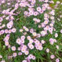 Myrtenaster Aster Vimineus im Topf, zartrosa Blüten mit gelber Mitte, buschige Zimmerpflanze.