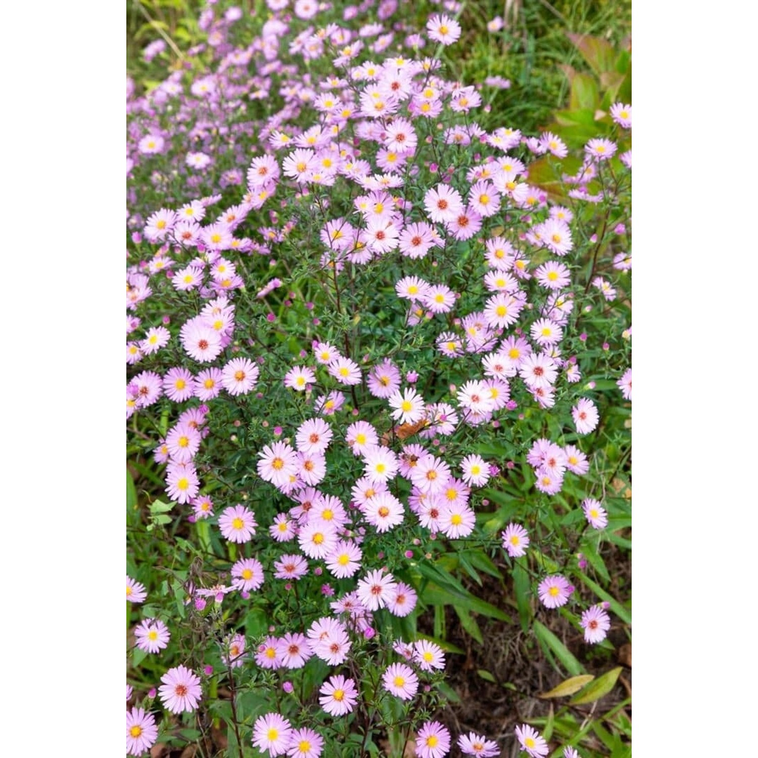 Aster Vimineus Myrtenaster Ca. 11x11 cm Topf günstig online kaufen