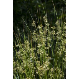 Grüne Flatterbinse (Juncus effusus) im 9x9 cm Topf, Ziergras für den Garten.