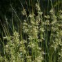 Grüne Flatterbinse (Juncus effusus) im 9x9 cm Topf, Ziergras für den Garten.