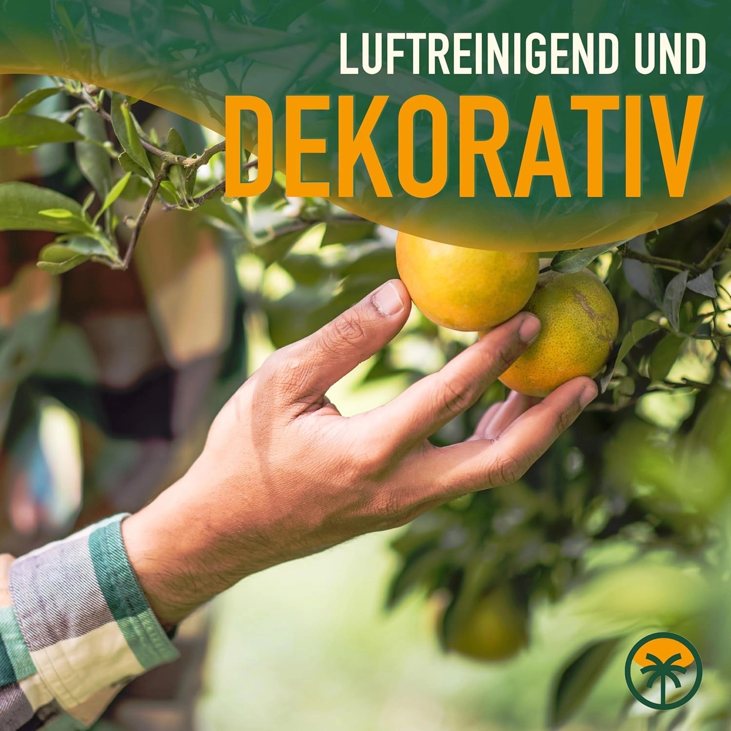 Hand pflückt Zitrone vom Sunny-Tree Zitronenbaum (90cm). Fruchtbildender Obstbaum.