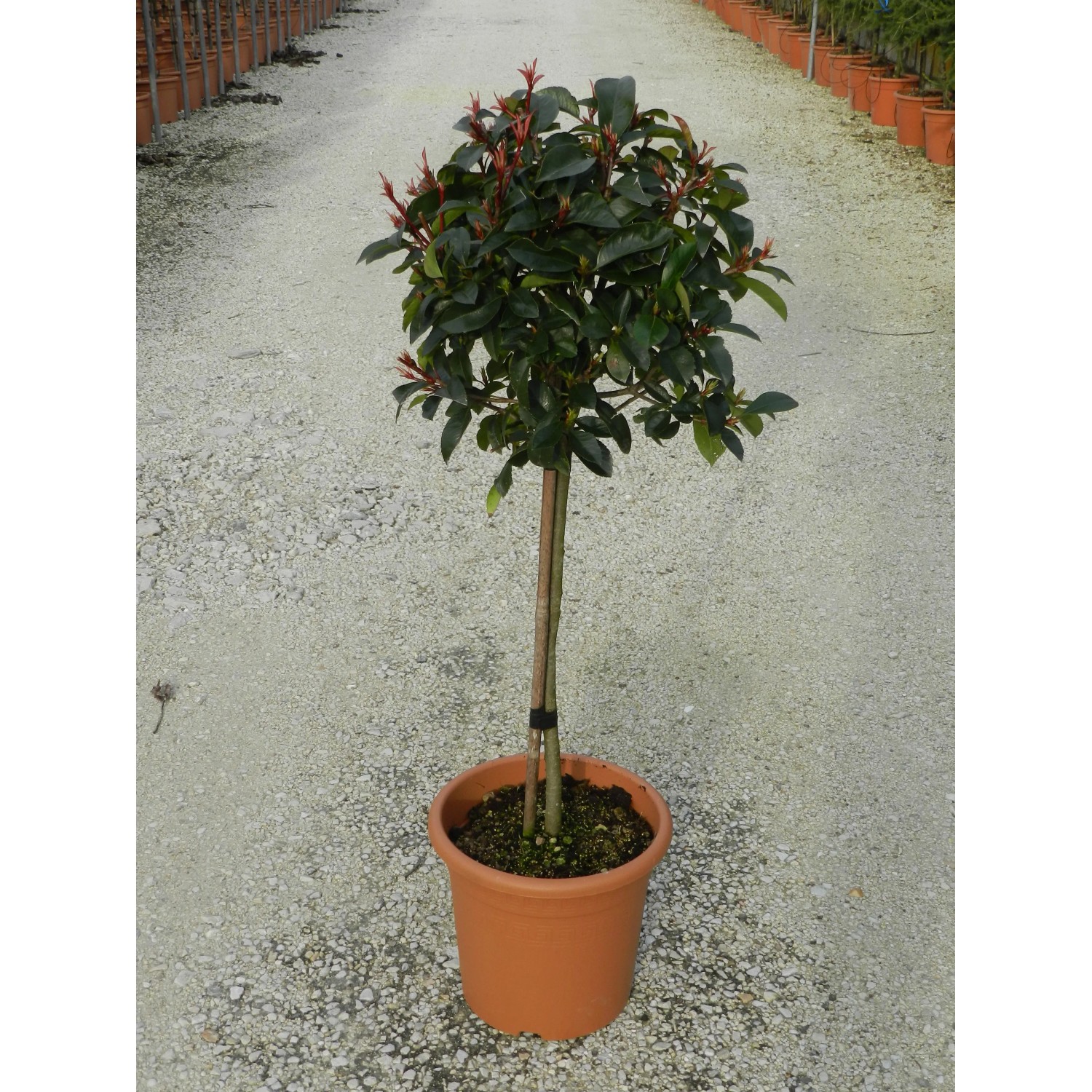 Glanzmispel Red Robin als Stämmchen im Topf, ca. 65 cm hoch. Immergrünes Formgehölz mit roten Blättern.