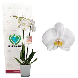 Gelbe Schmetterlingsorchidee im Glasgefäß, Topf-Ø 12cm. Dekorative Zimmerpflanze von GROW by OBI.