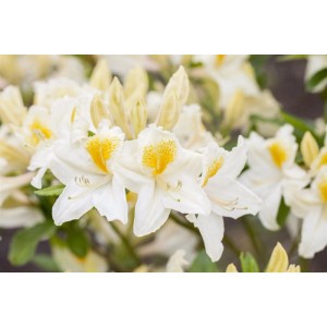 Nahaufnahme des Rhododendron Luteum Persil mit gelb-weißen Blüten.