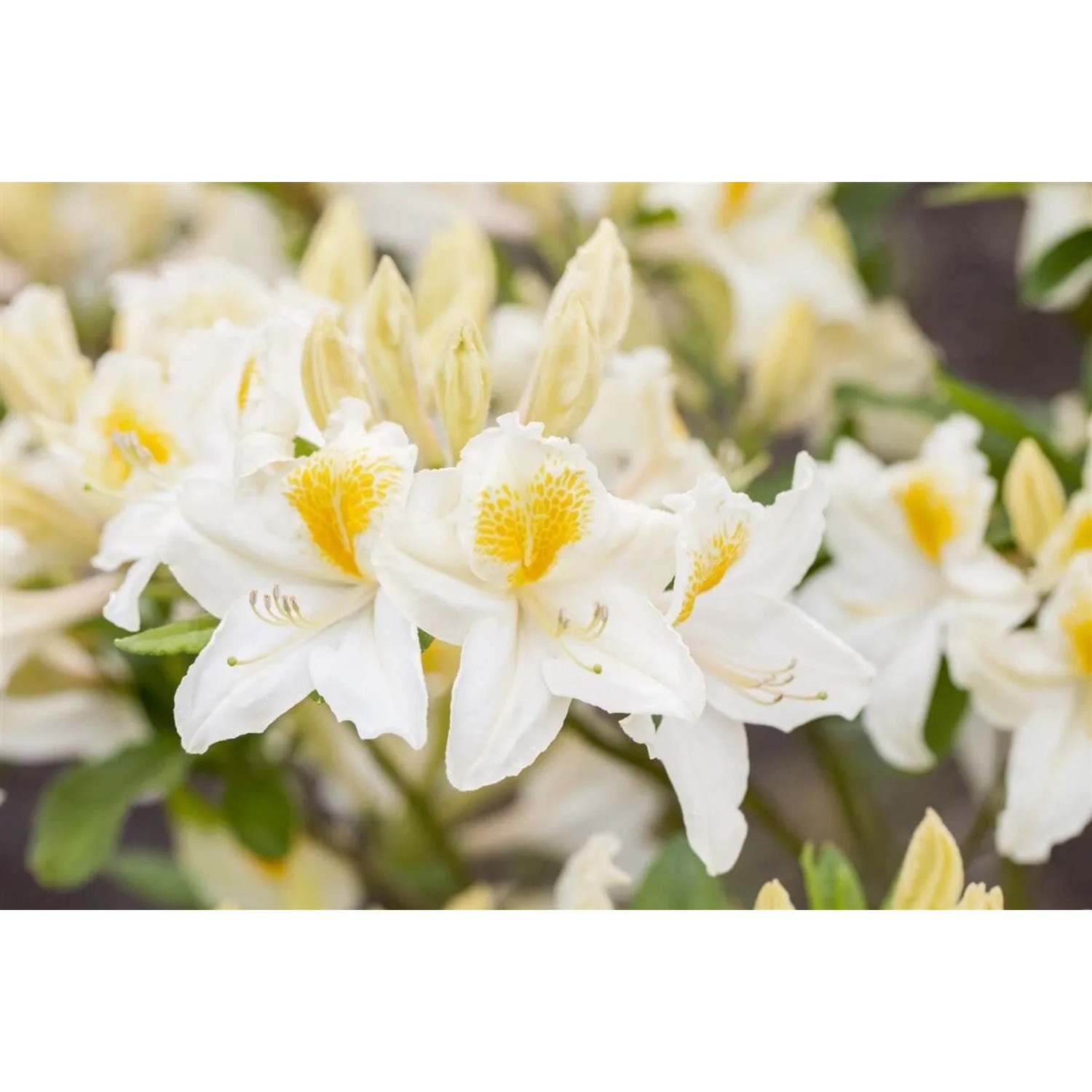 Nahaufnahme des Rhododendron Luteum Persil mit gelb-weißen Blüten.