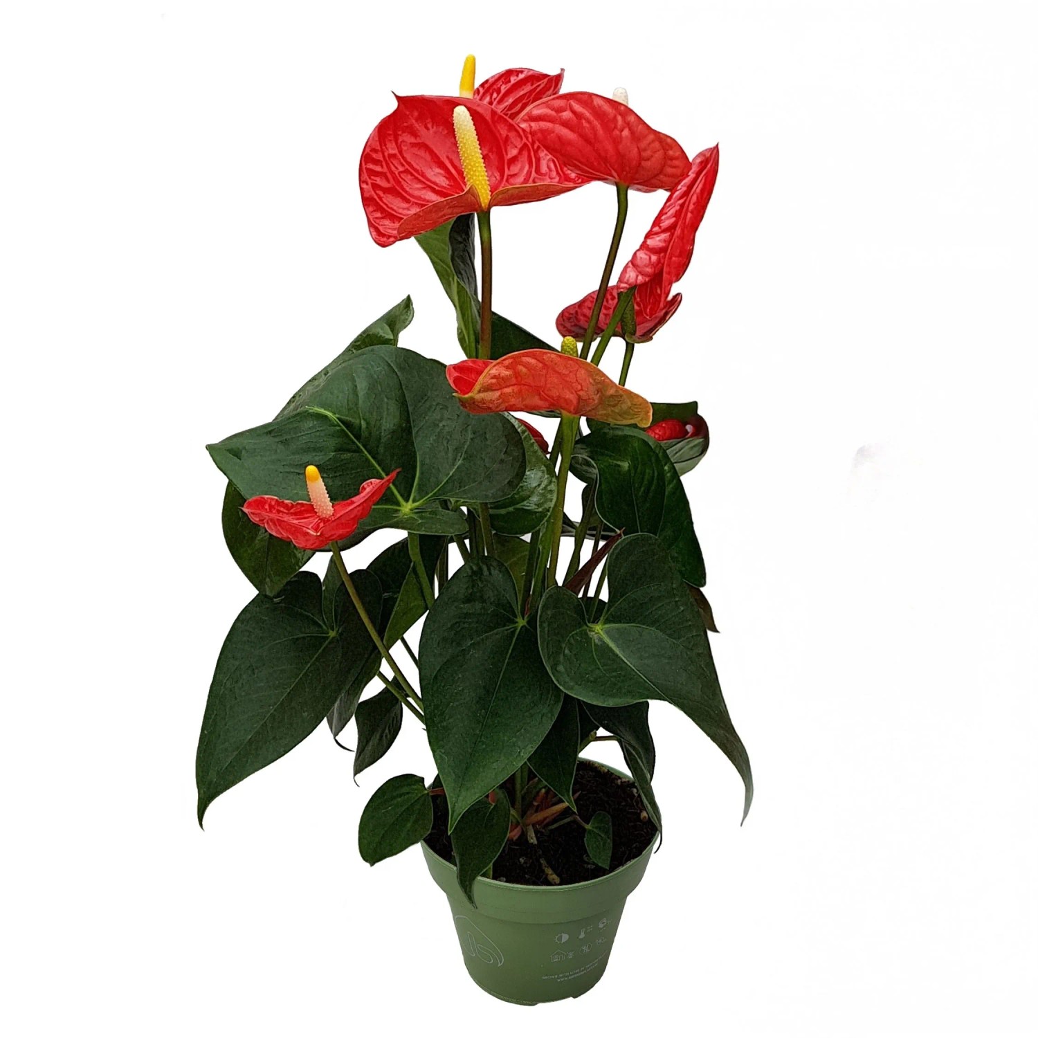 Plant In A Box Flamingoblume Anthurium 'Madural Red' Höhe 40cm Ø14 Rot