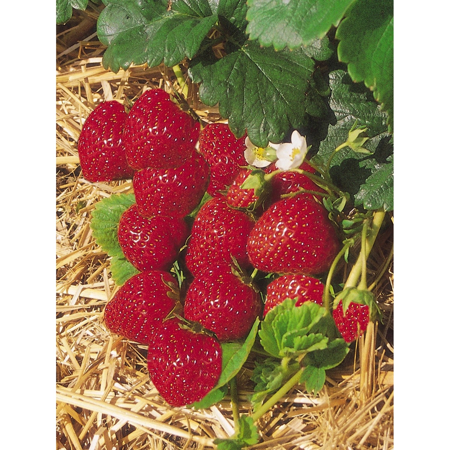 Erdbeerpflanze Mieze Schindler mit roten Früchten und grünen Blättern im Topf.