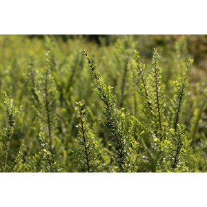 Chinesische Ulme 'Seiju' (Ulmus Parvifolia) mit grünen Blättern, Stammhöhe 80 cm.