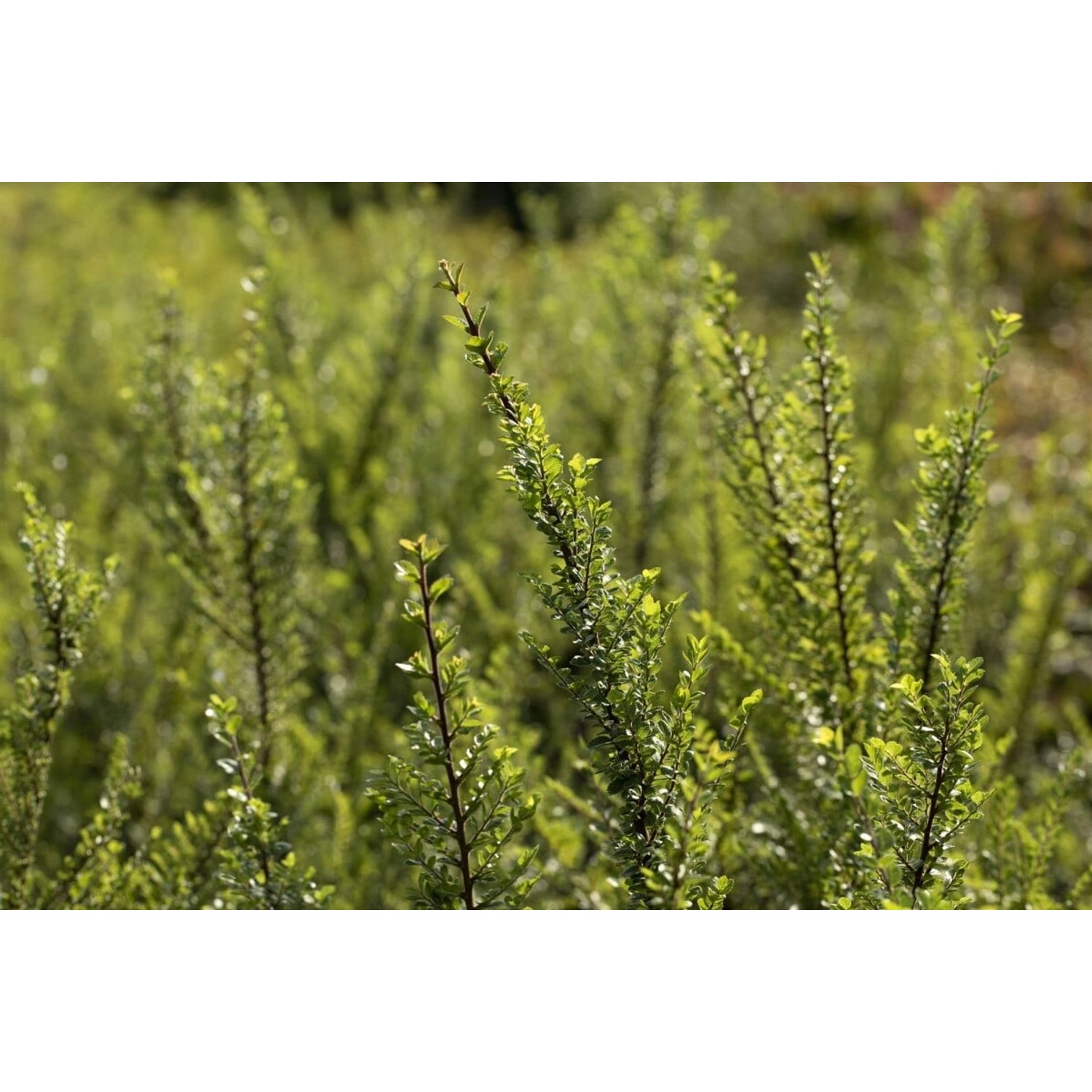 Ulmus Parvifolia Seiju Chinesische Ulme 80 cm Stammhöhe günstig online kaufen