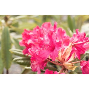 Nahaufnahme des leuchtend roten Rhododendron Hybr. Smirnowii Weinlese mit grünen Blättern.